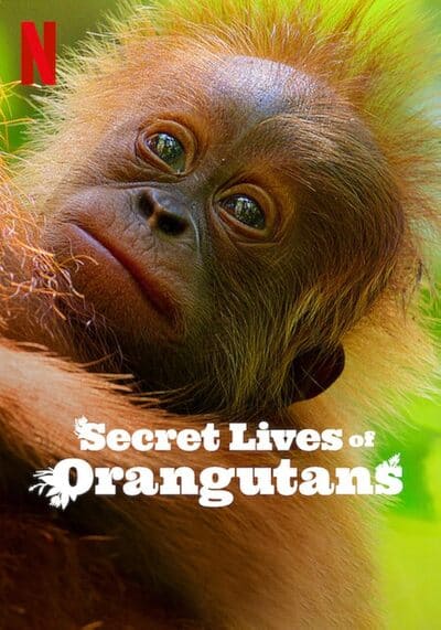 ชีวิตลับอุรังอุตัง (Secret Lives of Orangutans) 2024