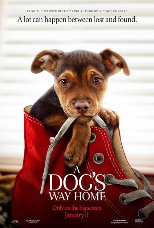 เพื่อนรักผจญภัยสี่ร้อยไมล์ (A Dog’s Way Home) 2019